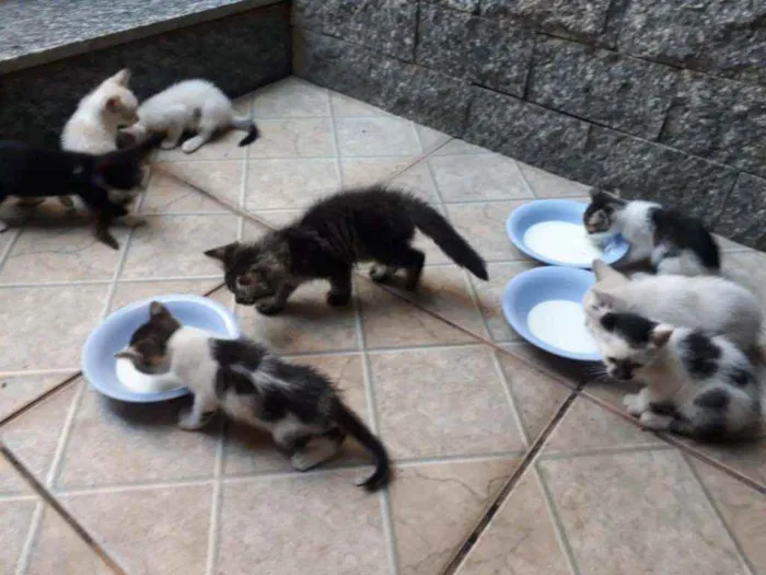 Gato ra a  idade Abaixo de 2 meses nome machos e fêmeas