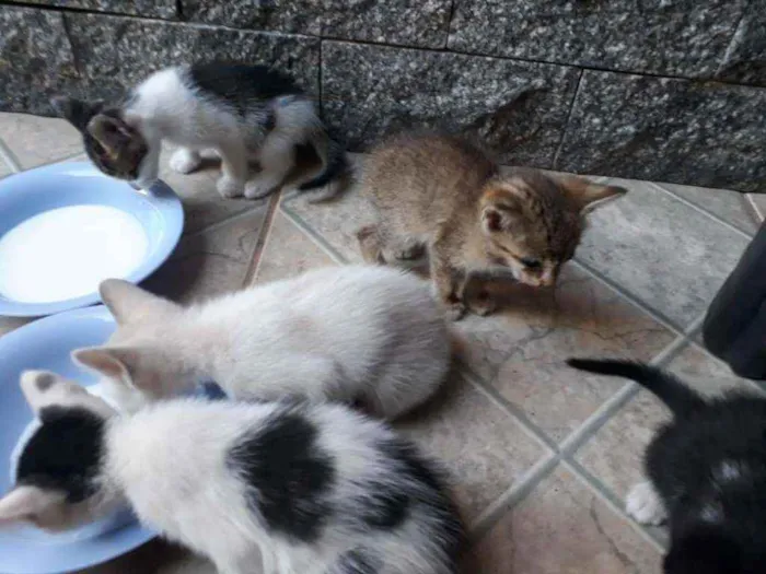 Gato ra a  idade Abaixo de 2 meses nome machos e fêmeas