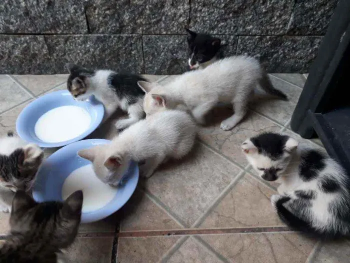 Gato ra a  idade Abaixo de 2 meses nome machos e fêmeas