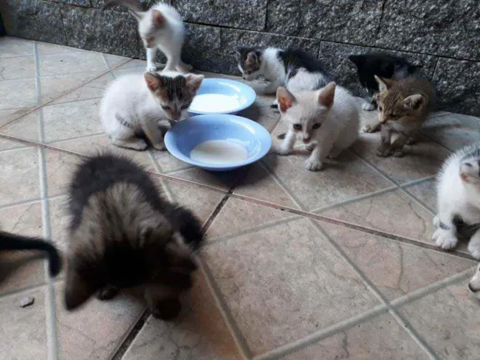 Gato ra a  idade Abaixo de 2 meses nome machos e fêmeas