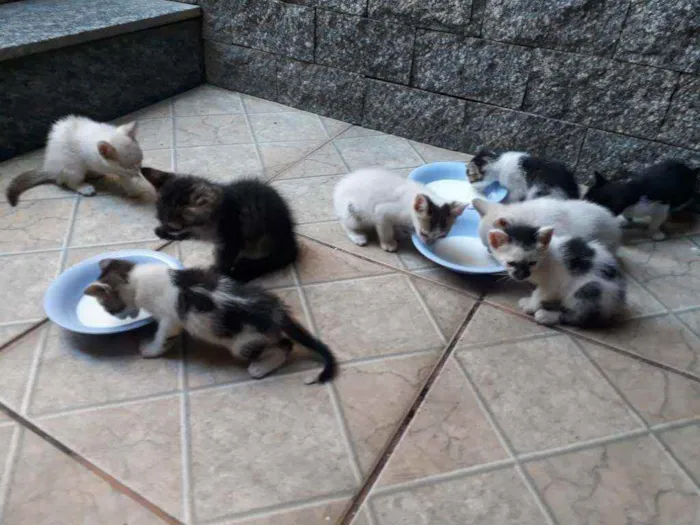 Gato ra a  idade Abaixo de 2 meses nome machos e fêmeas