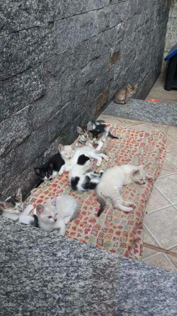 Gato ra a  idade Abaixo de 2 meses nome machos e fêmeas