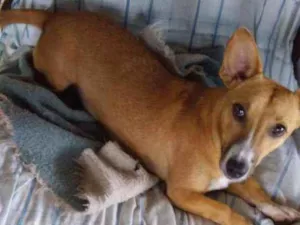 Cachorro raça SRD idade 1 ano nome JADE