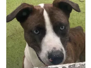 Cachorro raça SRD  idade 2 anos nome Blue