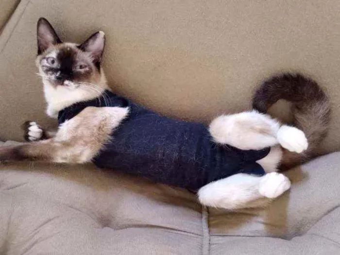 Gato ra a Siamês idade 7 a 11 meses nome Tina