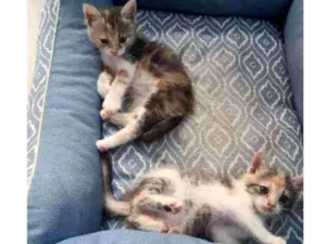 Gato raça Srd idade Abaixo de 2 meses nome Ariel e Aurora