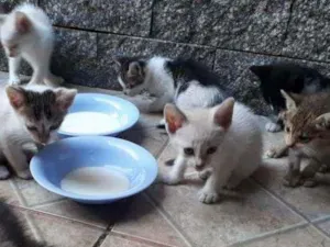 Gato raça  idade Abaixo de 2 meses nome machos e fêmeas