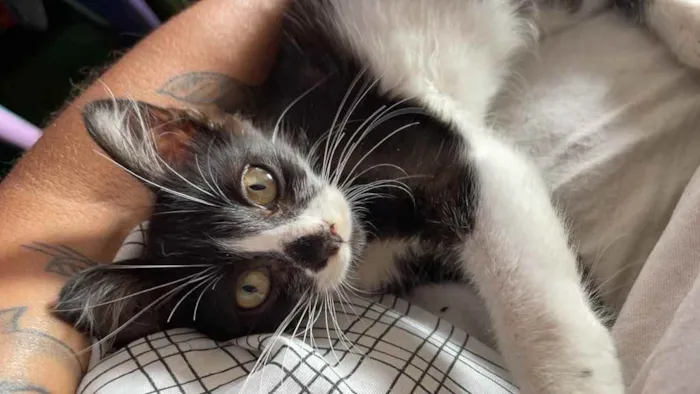 Gato raça Sem raca idade 2 a 6 meses nome Dorinha