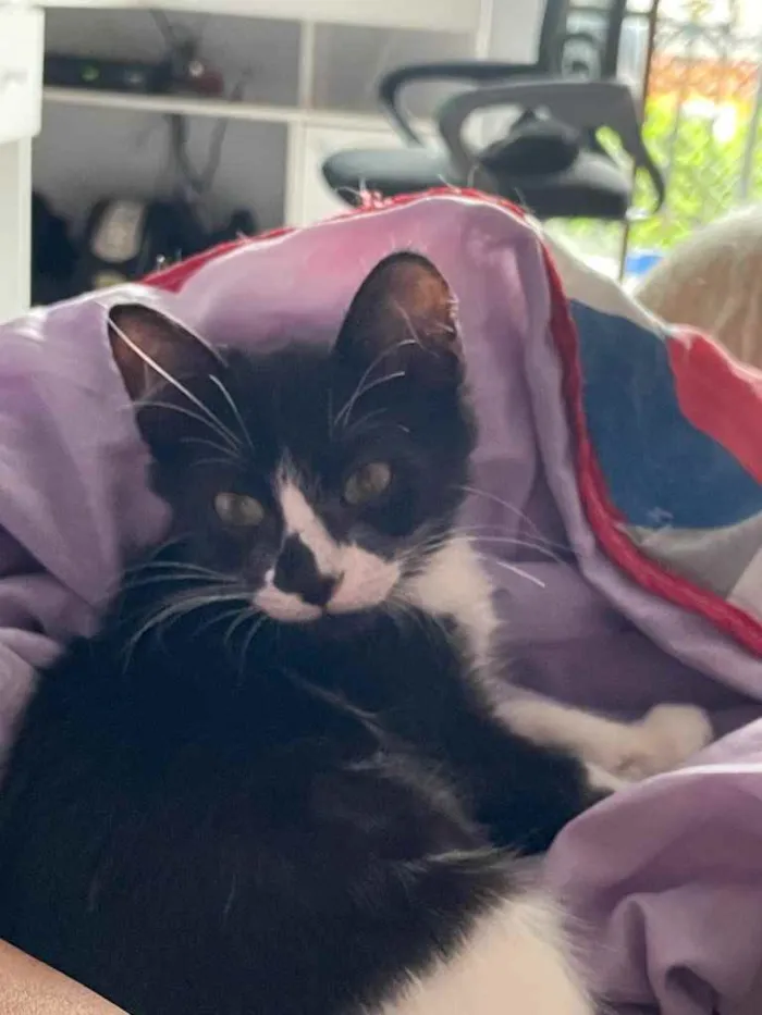 Gato raça Sem raca idade 2 a 6 meses nome Dorinha