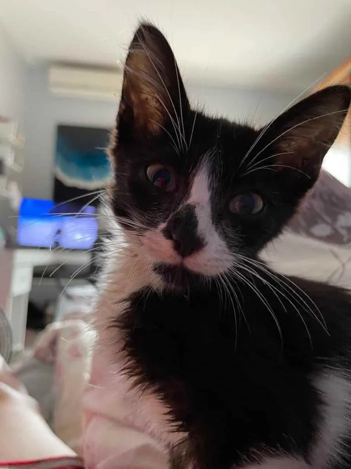 Gato raça Sem raca idade 2 a 6 meses nome Dorinha