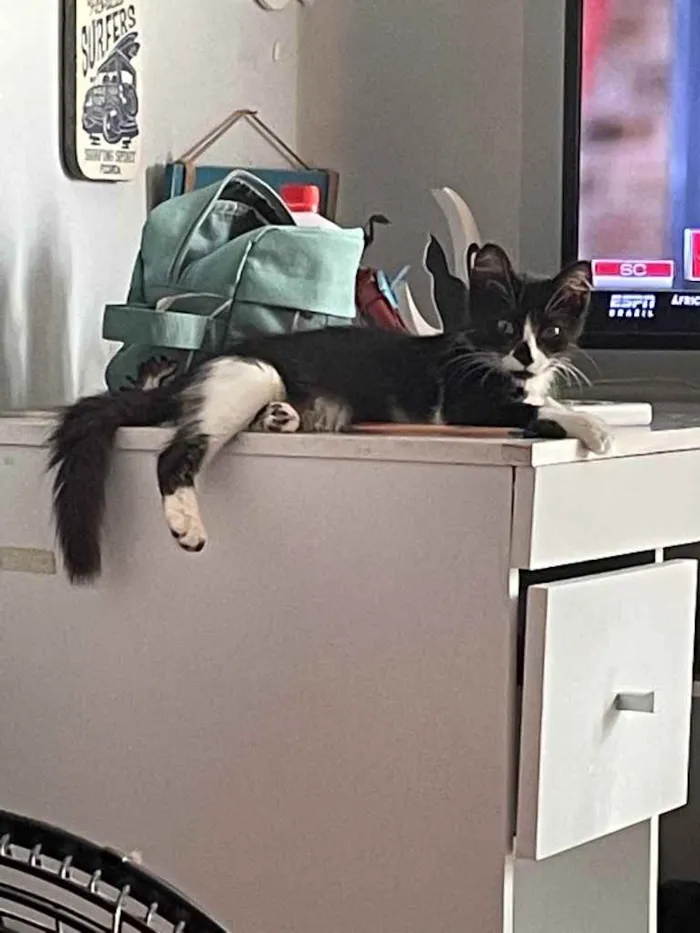 Gato raça Sem raca idade 2 a 6 meses nome Dorinha