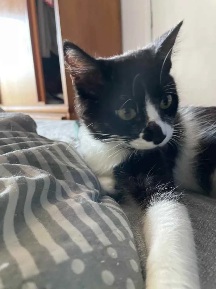 Gato raça Sem raca idade 2 a 6 meses nome Dorinha