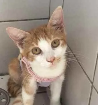 Gato ra a SRD idade 2 a 6 meses nome Maiara e Maraisa