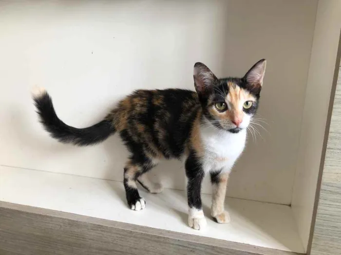 Gato ra a SRD idade 2 a 6 meses nome Maiara e Maraisa