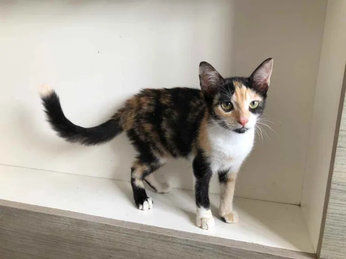 Gato ra a SRD idade 2 a 6 meses nome Maiara e Maraisa