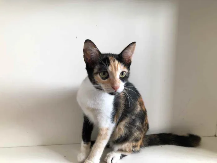 Gato ra a SRD idade 2 a 6 meses nome Maiara e Maraisa
