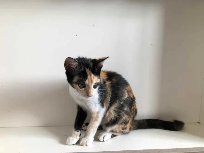 Gato ra a SRD idade 2 a 6 meses nome Maiara e Maraisa
