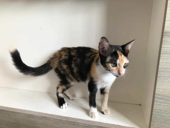 Gato ra a SRD idade 2 a 6 meses nome Maiara e Maraisa