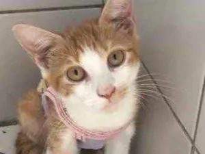 Gato raça SRD idade 2 a 6 meses nome Maiara e Maraisa