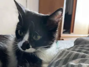 Gato raça Sem raca idade 2 a 6 meses nome Dorinha
