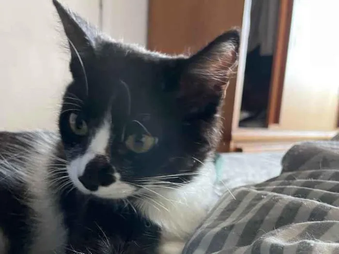 Gato raça Sem raca idade 2 a 6 meses nome Dorinha