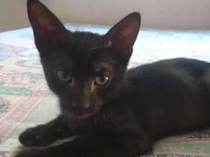 Gato raça SRD idade 2 a 6 meses nome Filhote 