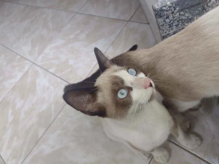 Gato ra a Siamês mestiço idade 2 a 6 meses nome Romeu