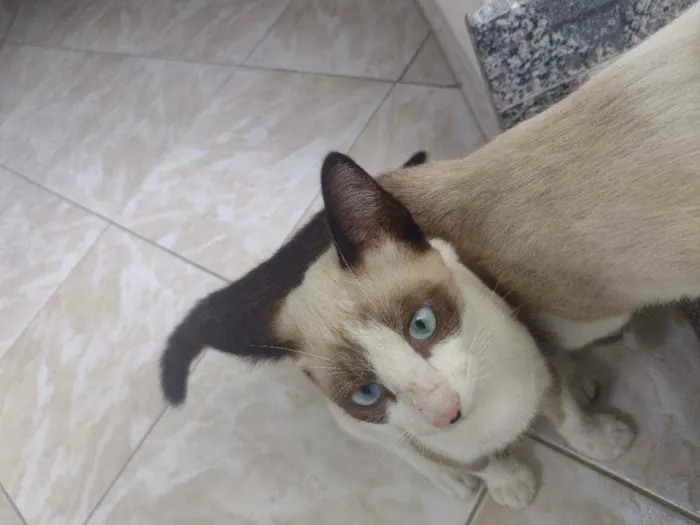 Gato ra a Siamês mestiço idade 2 a 6 meses nome Romeu