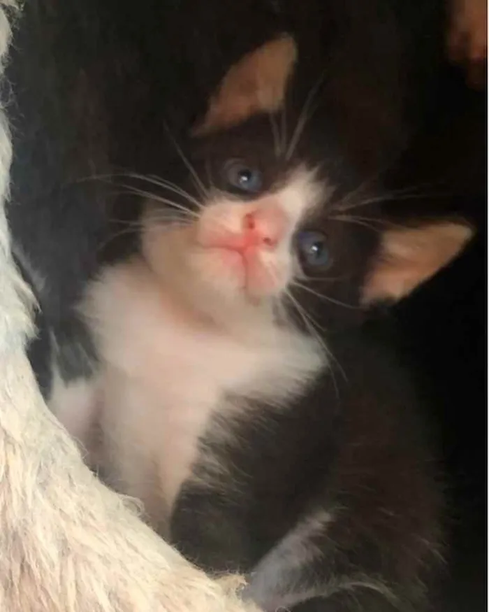 Gato ra a Srd idade Abaixo de 2 meses nome Manoelito 