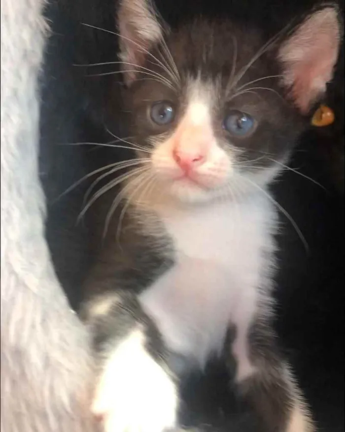 Gato ra a Srd idade Abaixo de 2 meses nome Manoelito 