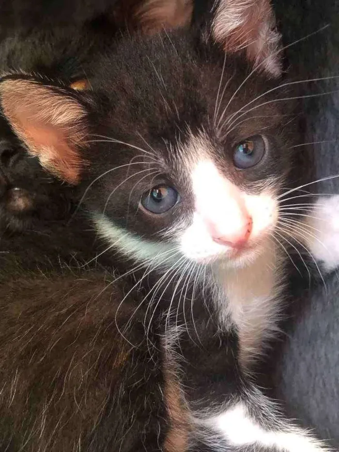 Gato ra a Srd idade Abaixo de 2 meses nome Manoelito 