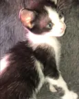 Paloma