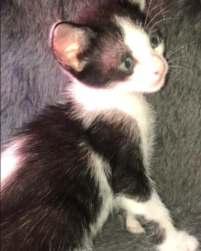 Gato ra a Srd idade Abaixo de 2 meses nome Paloma