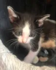 Paloma