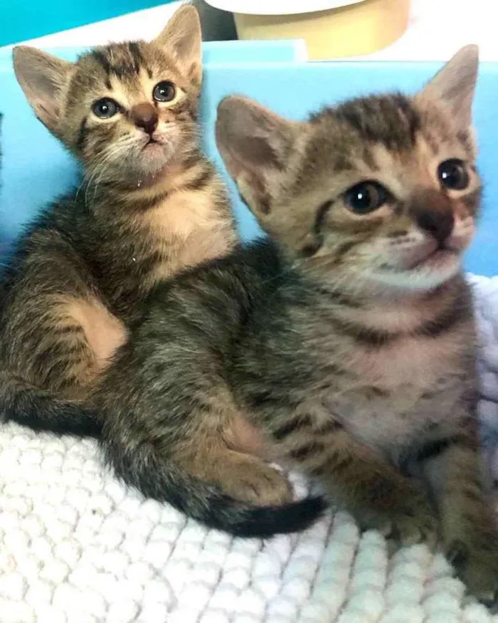 Gato ra a Srd idade Abaixo de 2 meses nome Eva e Olívia 