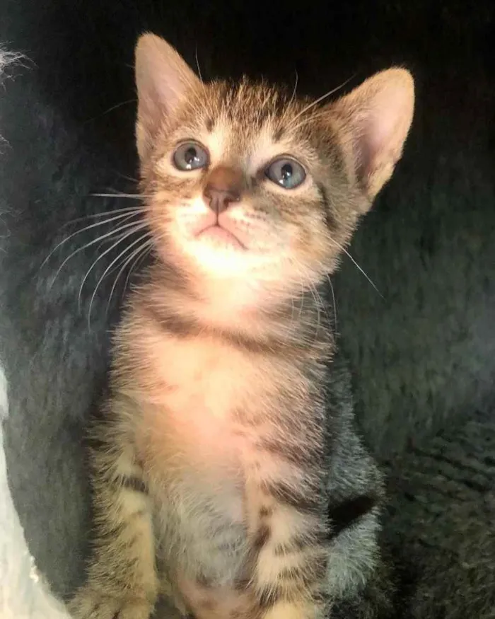 Gato ra a Srd idade Abaixo de 2 meses nome Eva e Olívia 