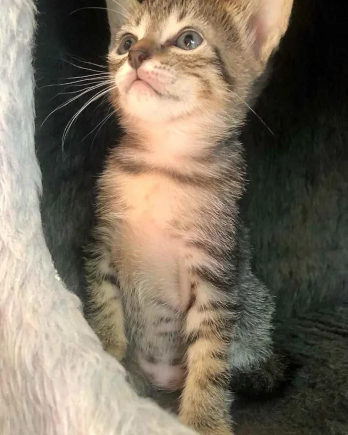 Gato ra a Srd idade Abaixo de 2 meses nome Eva e Olívia 