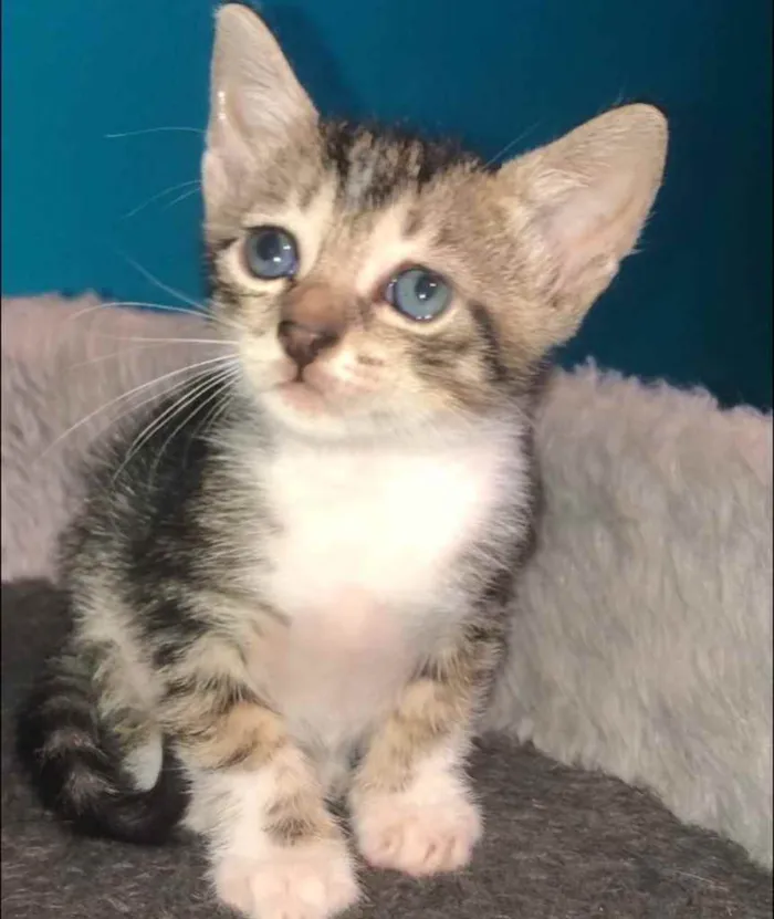 Gato ra a Srd idade Abaixo de 2 meses nome Marcelina