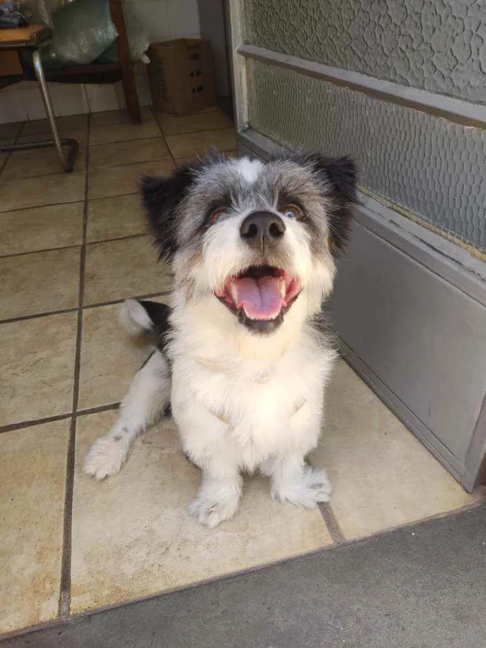 Cachorro raça Srd (poodle com maltês) idade 7 a 11 meses nome Lucky
