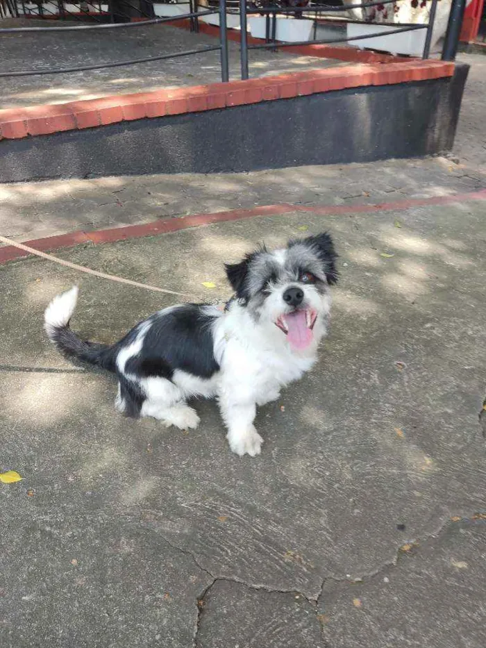 Cachorro raça Srd (poodle com maltês) idade 7 a 11 meses nome Lucky