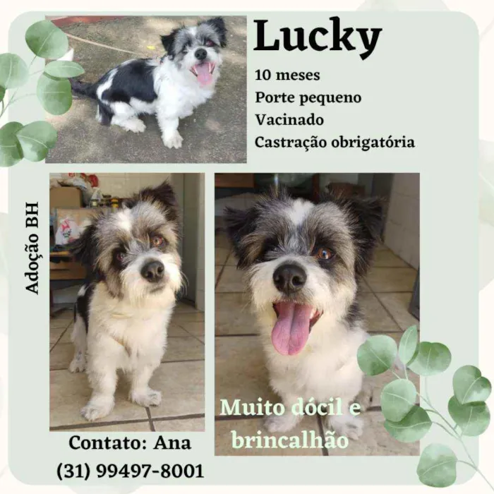 Cachorro raça Srd (poodle com maltês) idade 7 a 11 meses nome Lucky