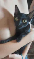 Laila