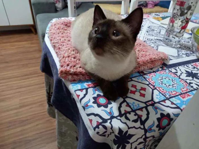 Gato raça SRD idade 7 a 11 meses nome Ypê