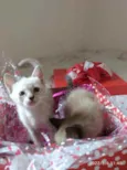 gatinhos peludos