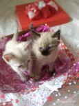 gatinhos peludos