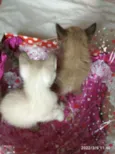 gatinhos peludos
