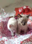 gatinhos peludos