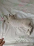 gatinhos peludos