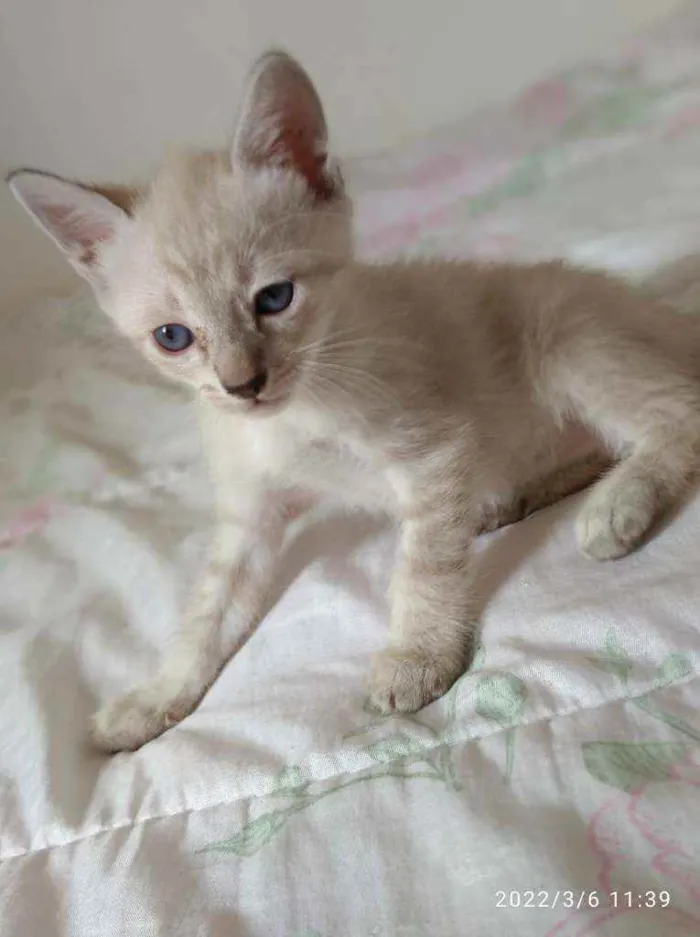 Gato ra a Angorá idade Abaixo de 2 meses nome  gatinhos peludos