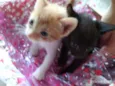 gatinhos peludos